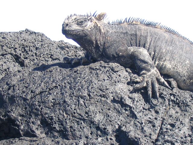 MarineIguana13.jpg