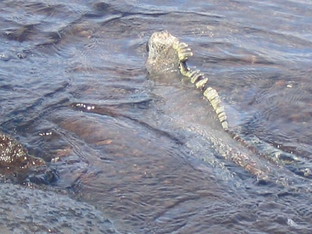 MarineIguana18.jpg