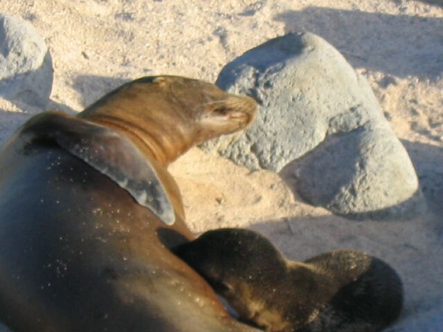 SeaLion05.jpg