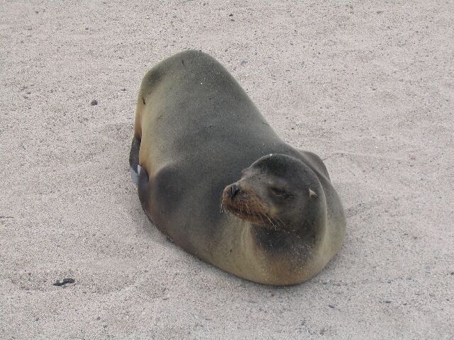 SeaLion06.jpg