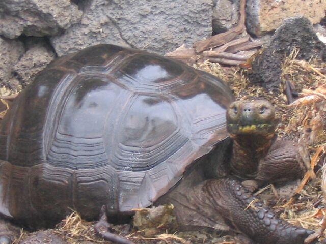 Tortoise07.jpg