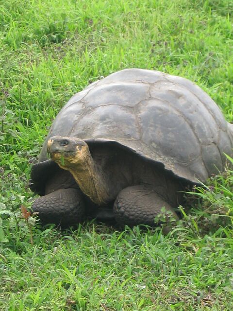 Tortoise21.jpg